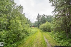 Wooded property with a grass-lined driveway leading to a cabin-style structure - 