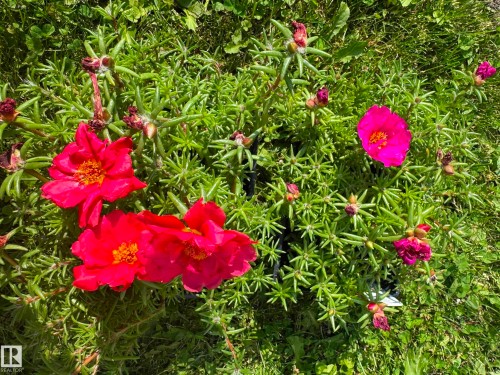 Vibrant ground cover featuring fuchsia and red blossoms, surrounded by green foliage - 10715 33 Avenue, Edmonton, AB 