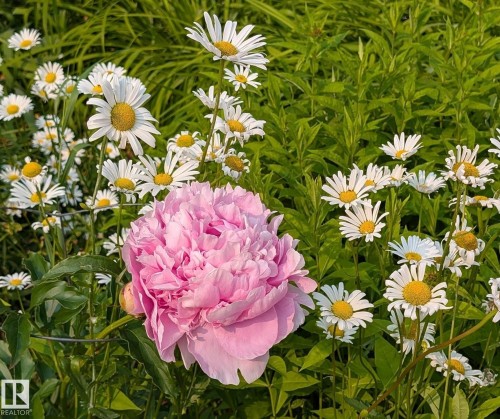 Vibrant garden bed featuring a prominent pink peony bloom - 10715 33 Avenue, Edmonton, AB 