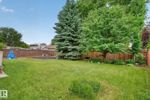 Expansive grassy backyard featuring a large evergreen tree and mature deciduous tree, bordered by a wood privacy fence - 31 Alpine Boulevard, St. Albert, AB 
