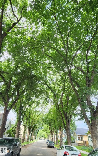 Tree-lined street canopy creating a verdant overhead arch - 9522 110 Avenue Nw, Edmonton, AB - Outdoor