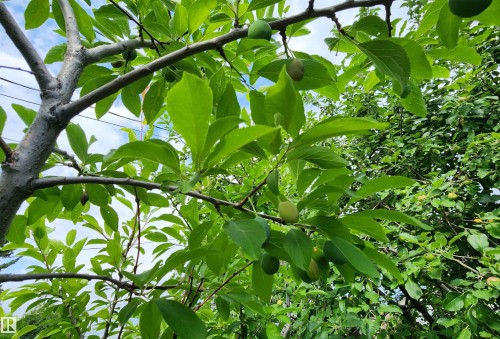 Fruit-bearing trees with verdant foliage - 9522 110 Avenue Nw, Edmonton, AB - 