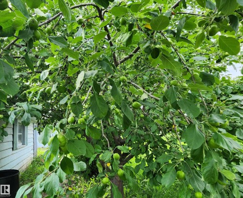 Mature tree featuring abundant green foliage and developing fruit - 9522 110 Avenue Nw, Edmonton, AB - Outdoor