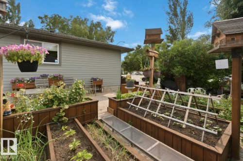 Outdoor space featuring raised garden beds with established plants, a cold frame, and a wooden trellis - 4007 45 Street, Stony Plain, AB 