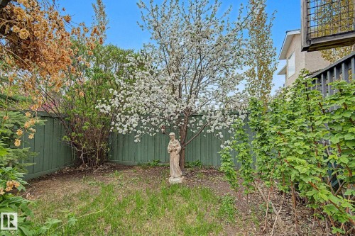 Expansive grassy area featuring a white flowering tree, varied mature landscaping, a green privacy fence, and a partial view of a multi-level deck structure - 1619 Welbourn Cove, Edmonton, AB 