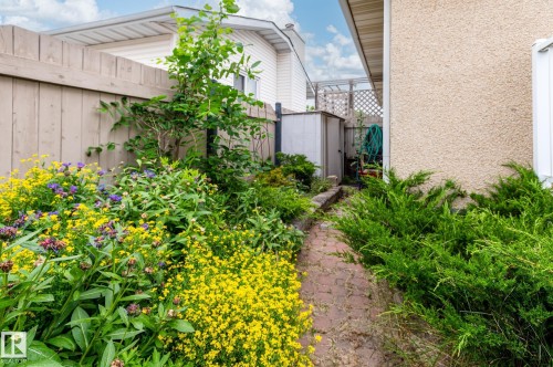Garden pathway bordered by mature shrubs and vibrant flowering plants - 11415 142 Avenue, Edmonton, AB 