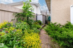 Garden pathway bordered by mature shrubs and vibrant flowering plants - 