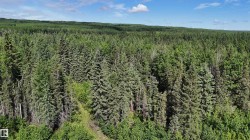 Expansive treed parcel featuring mixed evergreen and deciduous trees under a clear blue sky - 
