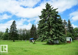 mature trees, with new shrubs and fruits already planted - 