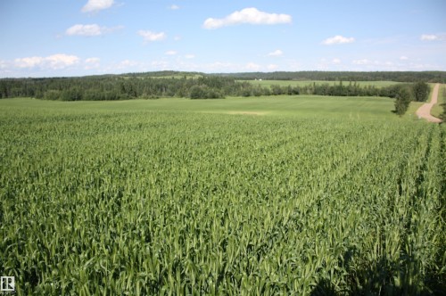 Expansive agricultural land featuring a verdant crop field, distant tree lines, and a visible roadway - Rr202 Twp583, Rural Thorhild County, AB 