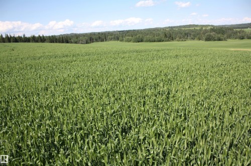 Expansive green field featuring cultivated crops extending to a distant tree line and rolling terrain - Rr202 Twp583, Rural Thorhild County, AB 