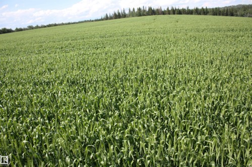 Expansive green field with mature trees bordering the horizon - Rr202 Twp583, Rural Thorhild County, AB 