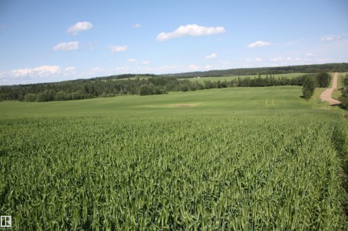 Expansive agricultural landscape featuring verdant fields - Rr202 Twp583, Rural Thorhild County, AB 