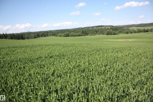 Expansive cultivated field presenting lush green foliage extending towards a distant tree line and rolling terrain - Rr202 Twp583, Rural Thorhild County, AB 