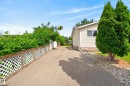 Paved driveway with white lattice fencing and mature landscaping, including two prominent evergreen trees - 3 Bristow Crescent, Spruce Grove, AB  - Outdoor 