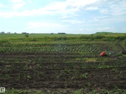 Cultivated garden beds featuring planted crops and dark, rich soil - 