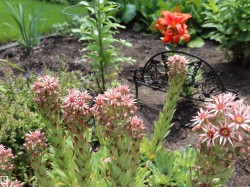 Outdoor garden bed featuring a variety of flowering plants - 