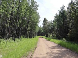 Expansive treelined property featuring a natural dirt road, mature deciduous and coniferous trees, and natural ground cover - 