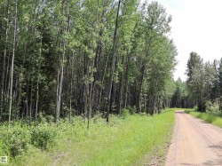 Gravel road bordered by verdant trees and natural foliage - 