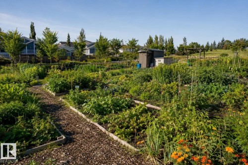 Established garden plots featuring diverse plantings and wood chip pathways - 2337 Frezenberg Avenue Nw, Edmonton, AB - Outdoor