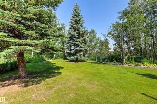 Expansive green lawn surrounded by mature trees, including a prominent evergreen, deciduous trees, and a tree line in the background - #12 64 Blackburn Dr W Sw, Edmonton, AB - Outdoor