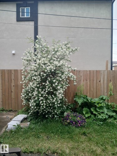 Manicured lawn area featuring a flowering shrub, wood panel fencing, and a small flower bed - 10714 103 Street Nw, Edmonton, AB - Outdoor