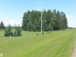 Expansive green space featuring a row of mature trees, a line of younger evergreen trees, and a utility pole - 