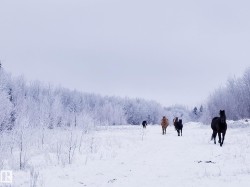 Horses Love This Property - 