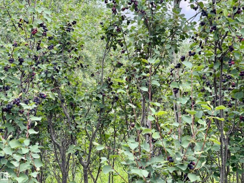54046 Rge Road 213, Rural Strathcona County, AB - Outdoor