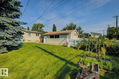 Expansive backyard featuring a large lawn, mature evergreen tree, and multiple raised garden beds - 12835 91 Street Nw, Edmonton, AB - Outdoor