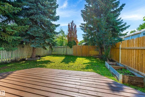 Expansive backyard featuring a wood-finish deck, lush lawn, mature evergreen trees, and perimeter fencing - 281 Vantage Lane, Sherwood Park, AB - Outdoor With Backyard