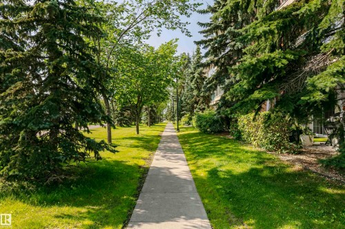 Tree-lined sidewalk bordering a manicured green space, featuring mature evergreen trees and a building facade with multiple windows - #106 12110 106 Av Nw, Edmonton, AB - Outdoor