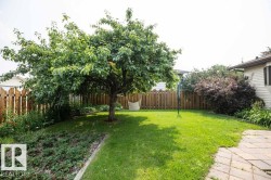 Expansive backyard featuring a mature deciduous tree, manicured lawn, and a light wood picket fence - 