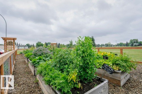 Raised garden beds featuring various plants, a trellised garden structure, and wood-finish fencing - #6 215 Saddleback Rd Nw, Edmonton, AB - Outdoor