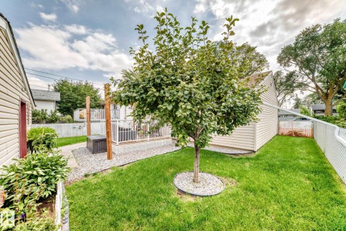 Expansive backyard featuring a manicured lawn, established tree, and a raised deck with white railing - 10524 128 Avenue Nw, Edmonton, AB - Outdoor