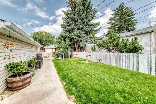 Manicured lawn, mature trees, white chain link fencing, concrete pathway, and horizontal siding on the structure - 10524 128 Avenue Nw, Edmonton, AB - Outdoor