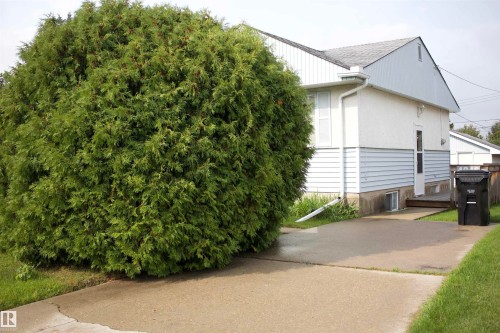 Charming residence featuring a mature, densely-foliated evergreen hedge providing natural privacy screening along the front perimeter - 4946 47 Street, Barrhead, AB - Outdoor