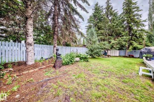 Spacious backyard with mature evergreen and coniferous trees providing natural privacy screening, established lawn area, and white vinyl fencing along property perimeter - 6 Atkinson Place, St. Albert, AB - Outdoor