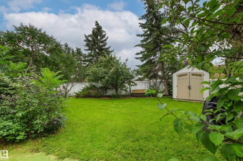 Lush green lawn with a white privacy fence and mature trees - 11139 157 Avenue Nw, Edmonton, AB - Outdoor