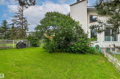 Expansive green lawn with mature trees, chain-link fencing, and a decorative white picket fence - 11139 157 Avenue Nw, Edmonton, AB - Outdoor