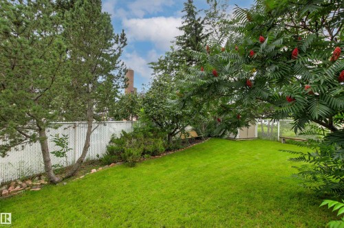 Manicured lawn with mature trees and a white chain-link fence - 11139 157 Avenue Nw, Edmonton, AB - Outdoor