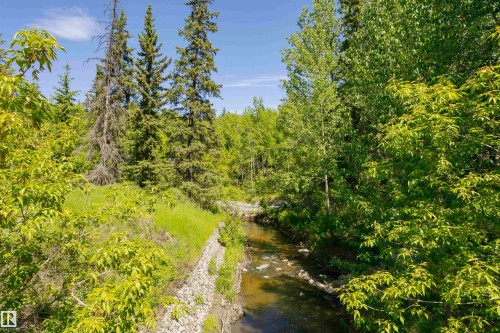 Natural setting featuring a flowing creek, dense green foliage, mature evergreen trees, and a clear blue sky - #208 9907 91 Av Nw, Edmonton, AB - Outdoor