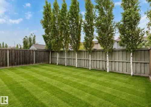 Expansive backyard featuring a manicured lawn, a full-height wooden privacy fence, and a row of mature birch trees - 79 Catalina Crest, Fort Saskatchewan, AB - Outdoor With Backyard