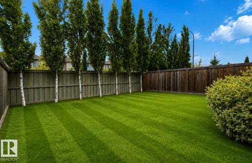 Expansive lawn with striped pattern, surrounded by a wood privacy fence, featuring a row of tall trees and a green shrub - 79 Catalina Crest, Fort Saskatchewan, AB - Outdoor With Backyard
