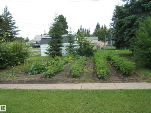 Manicured lawn with a concrete sidewalk, established garden beds, mature trees, and a storage shed - 4809 47A Street, Two Hills, AB - Outdoor