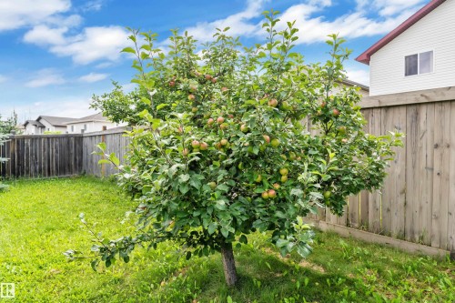Mature fruiting apple tree, large backyard is fully fenced. - 14031 136 Street Nw, Edmonton, AB - Outdoor