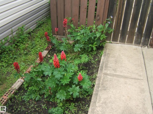 Garden bed featuring red flowering plants and green foliage, bordered by brick edging - 5530 50 Street, Vegreville, AB 