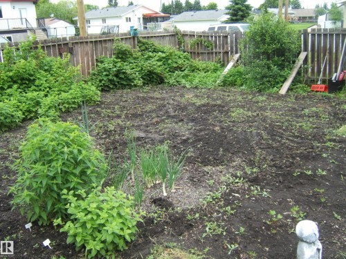 Generous garden space featuring a dark soil bed, established green plants, and a perimeter wood fence - 5530 50 Street, Vegreville, AB 