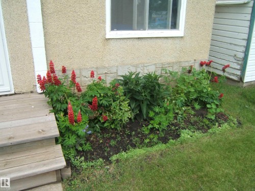 Landscaped garden bed featuring vibrant red perennial flowers and established greenery - 5530 50 Street, Vegreville, AB 