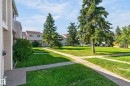 Manicured lawn with mature trees and concrete pathways - 18247 93 Avenue Nw, Edmonton, AB  - Outdoor 